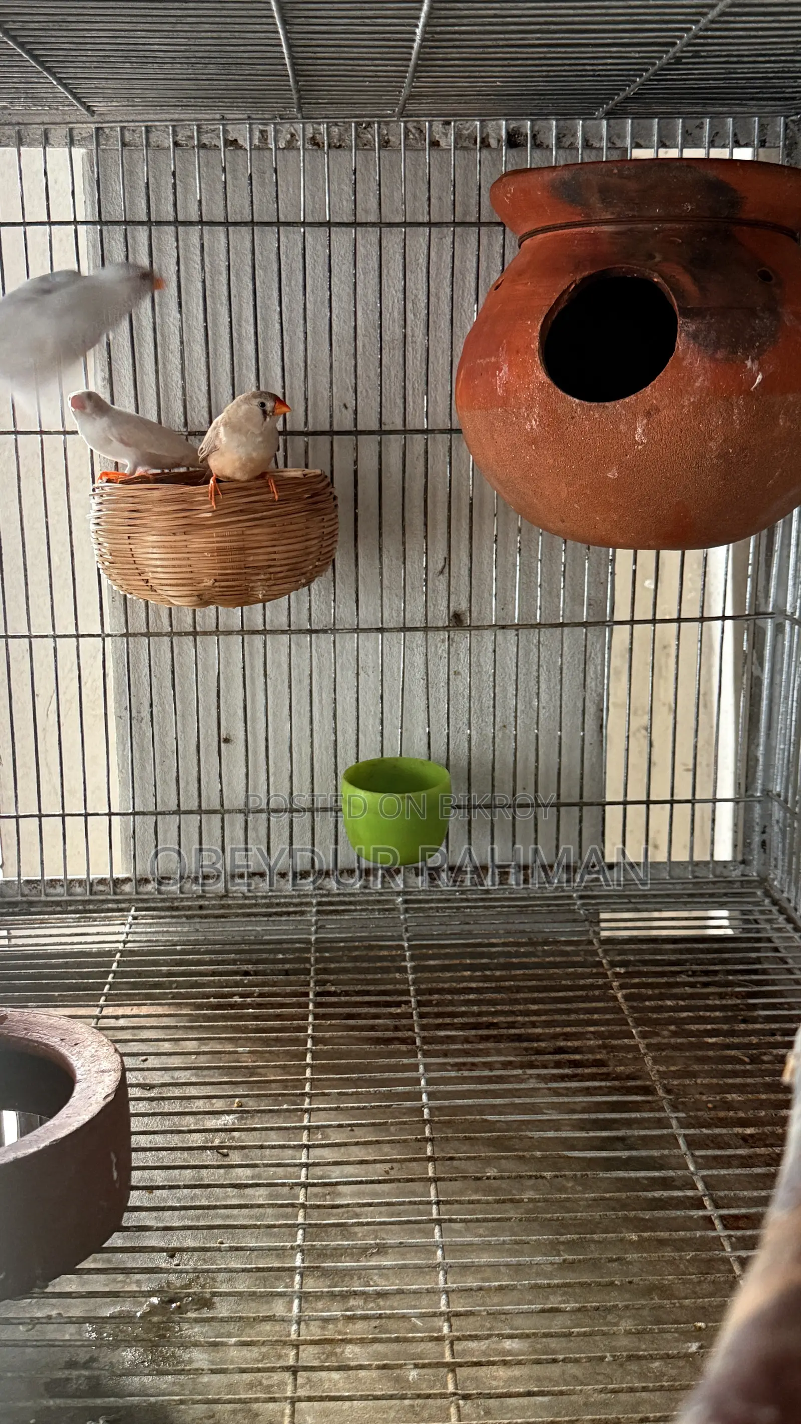 Fish Breeding Pair