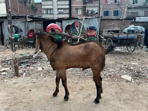Pure Tota Goat for Sale!