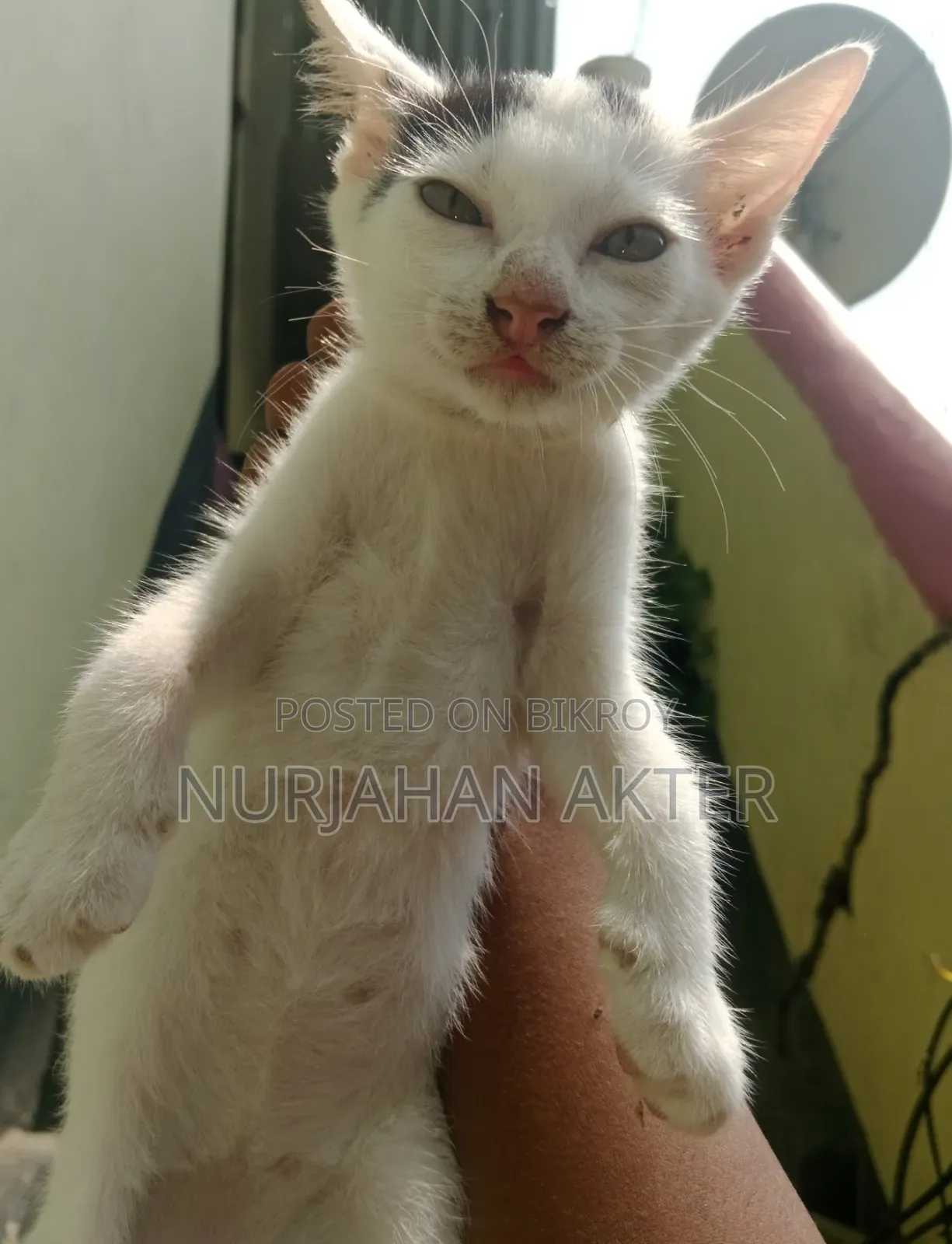 1-3 Months Female Mixed Breed Persian
