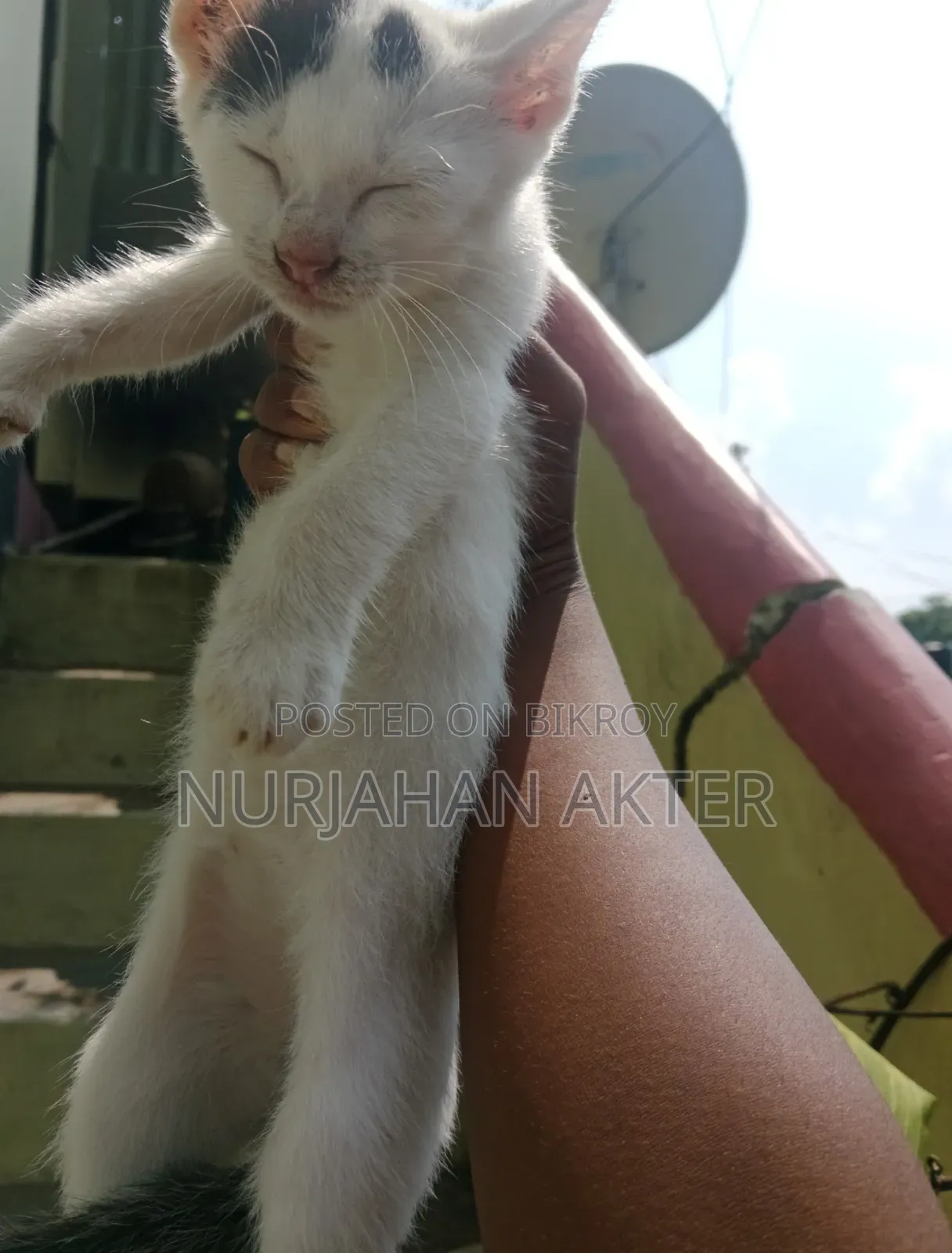 1-3 Months Female Mixed Breed Persian
