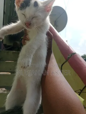 1-3 Months Female Mixed Breed Persian