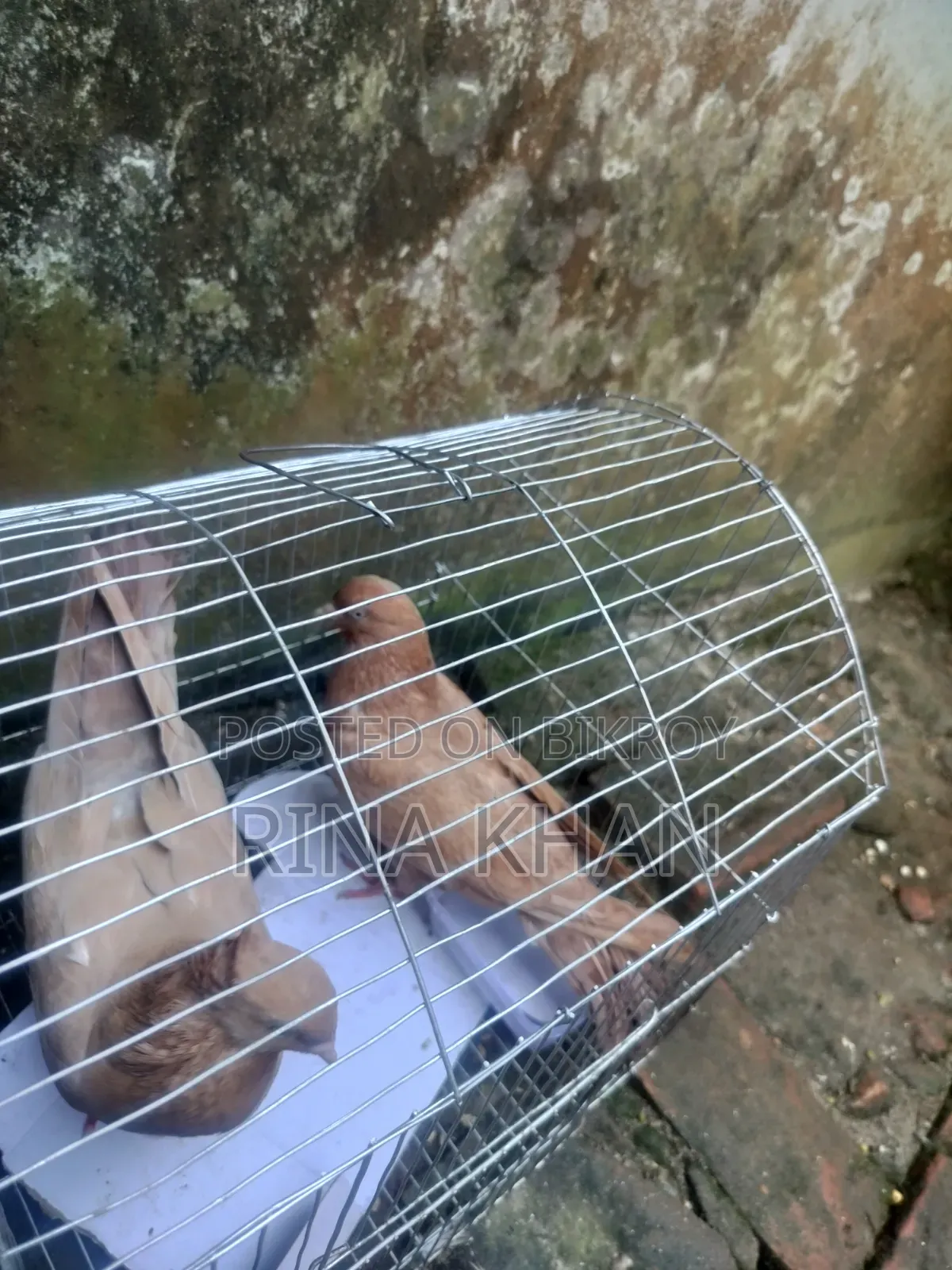 গিয়া ছাল্লি কবুতর