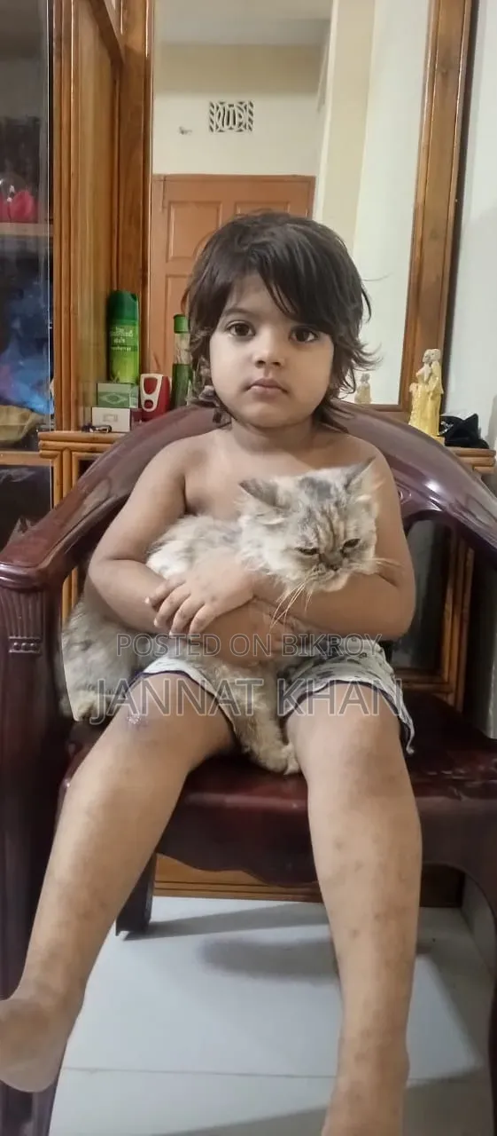 ১+ বছরের মহিলা খাঁটি পার্সিয়ান