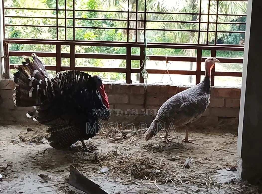 Turkey Bird