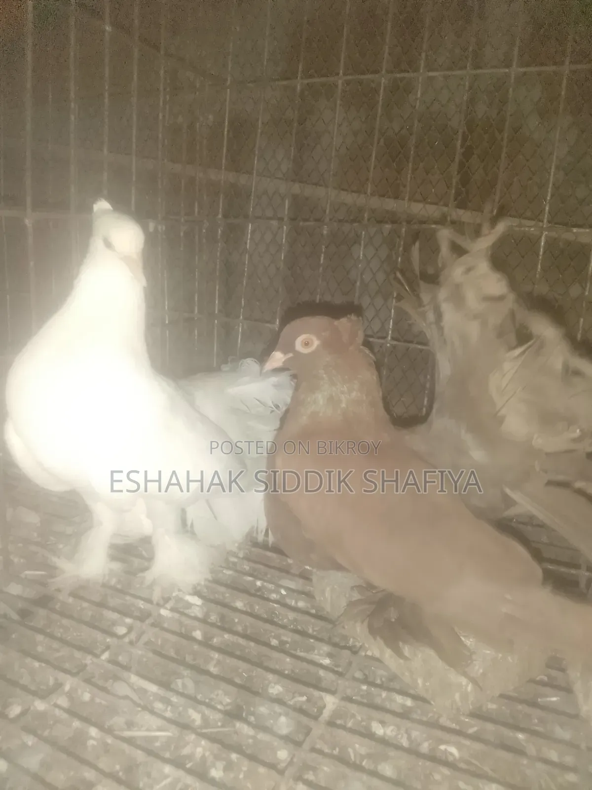 Mayurpankhi Pigeon Running Pair