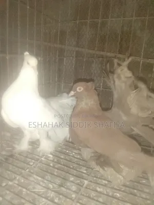 Mayurpankhi Pigeon Running Pair