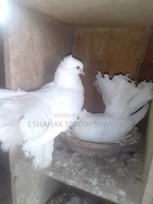 Mayurpankhi Pigeon Running Pair