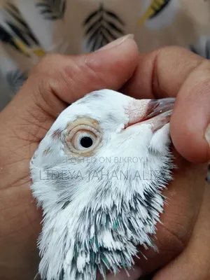 Pet