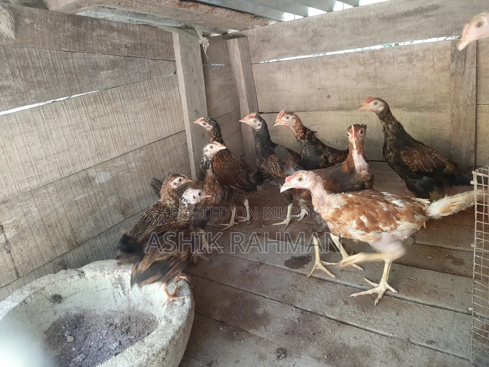 Desi Chicken Chicks