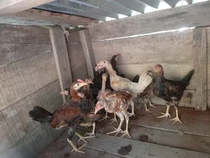 Desi Chicken Chicks