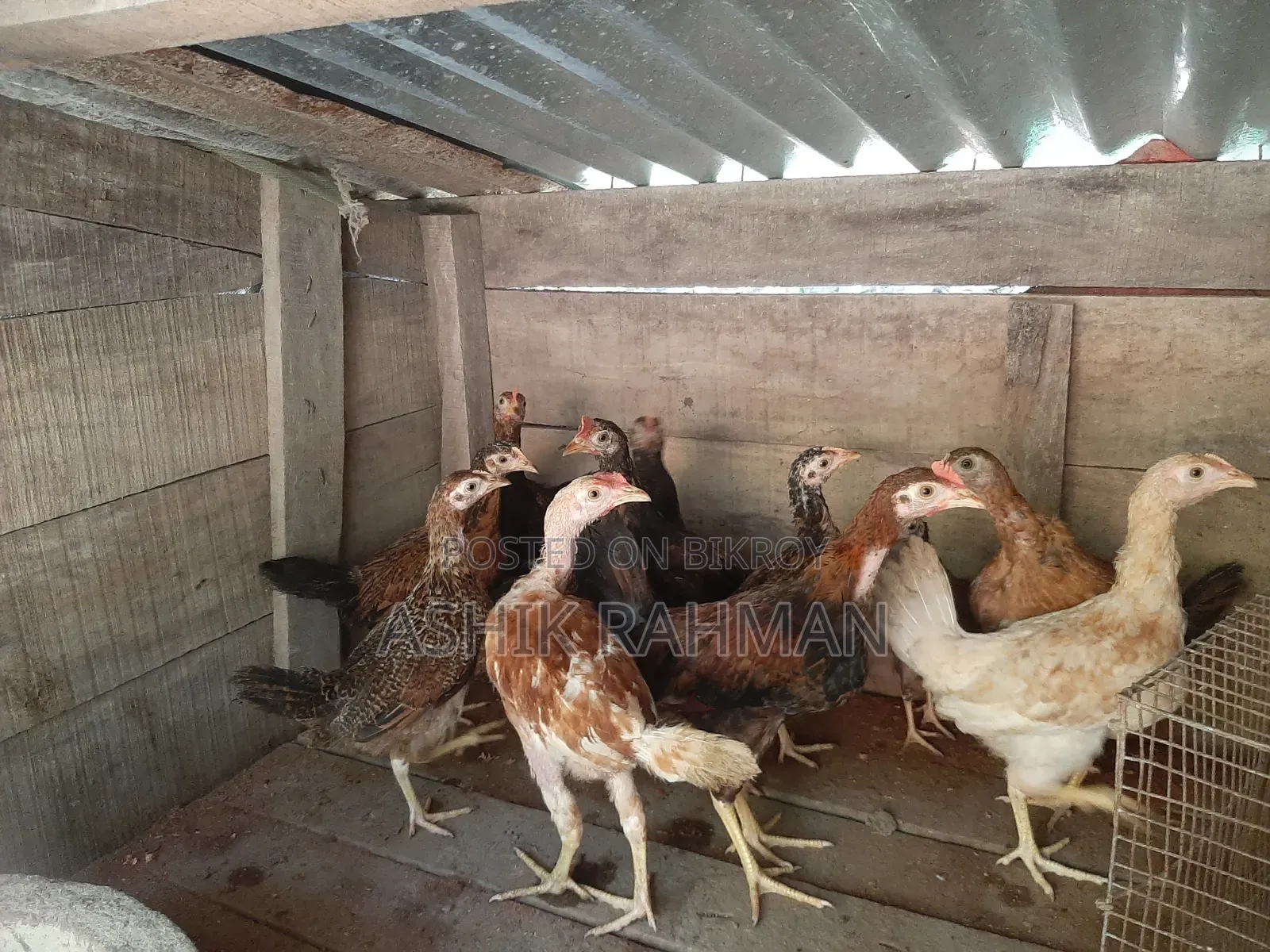 Desi Chicken Chicks