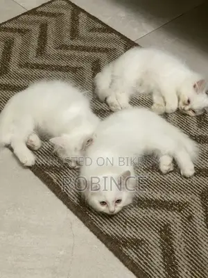 ১-৩ মাস বয়সী ফিমেল পিওরব্রেড পার্সিয়ান