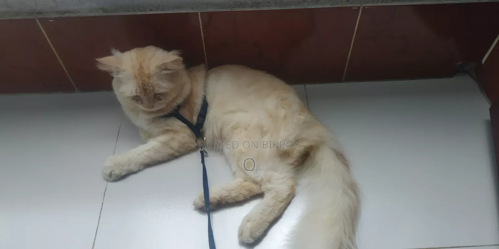 ৬-১২ মাস বয়সী পুরুষ বিশুদ্ধ পার্সিয়ান