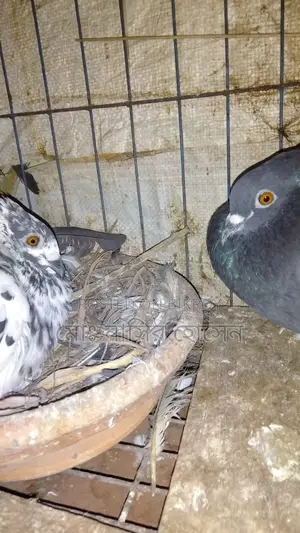 A pair of good quality pigeons