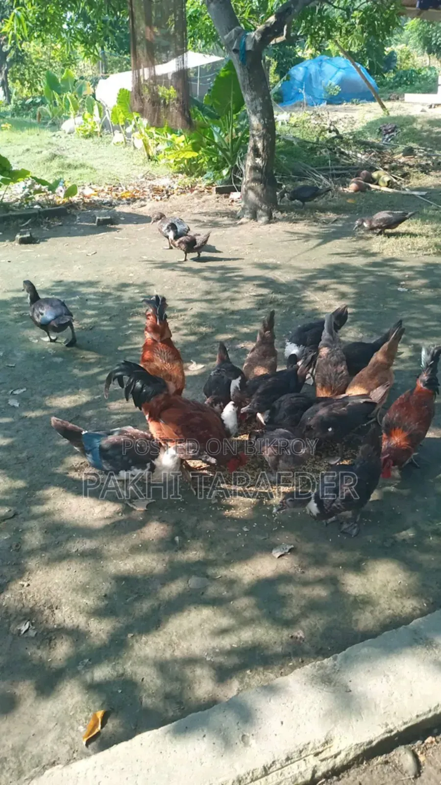 China Duck