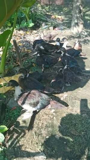 China Duck