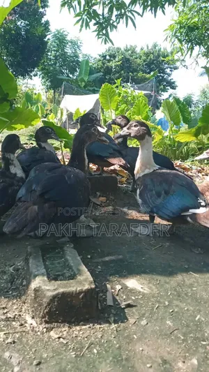 China Duck