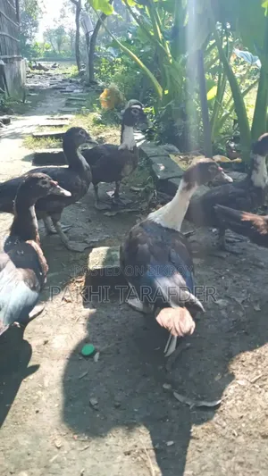 China Duck