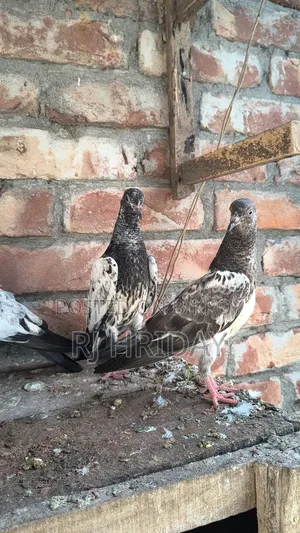 টেডি কামাগার রেবিট কামাগার র ম্যাটেরিয়াল বাচ্চা