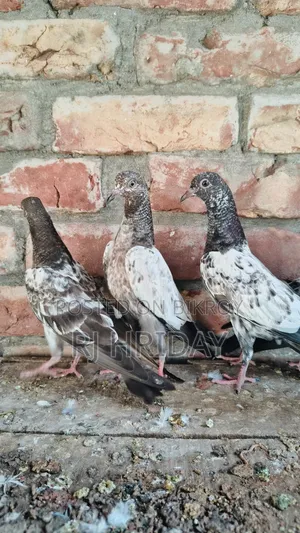 টেডি কামাগার রেবিট কামাগার র ম্যাটেরিয়াল বাচ্চা