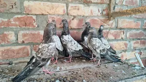 টেডি কামাগার রেবিট কামাগার র ম্যাটেরিয়াল বাচ্চা