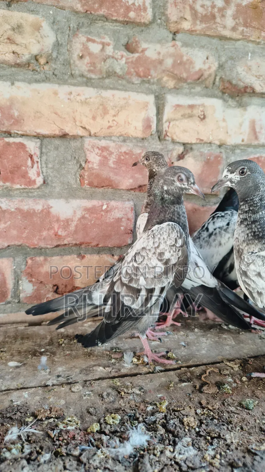 টেডি কামাগার রেবিট কামাগার র ম্যাটেরিয়াল বাচ্চা