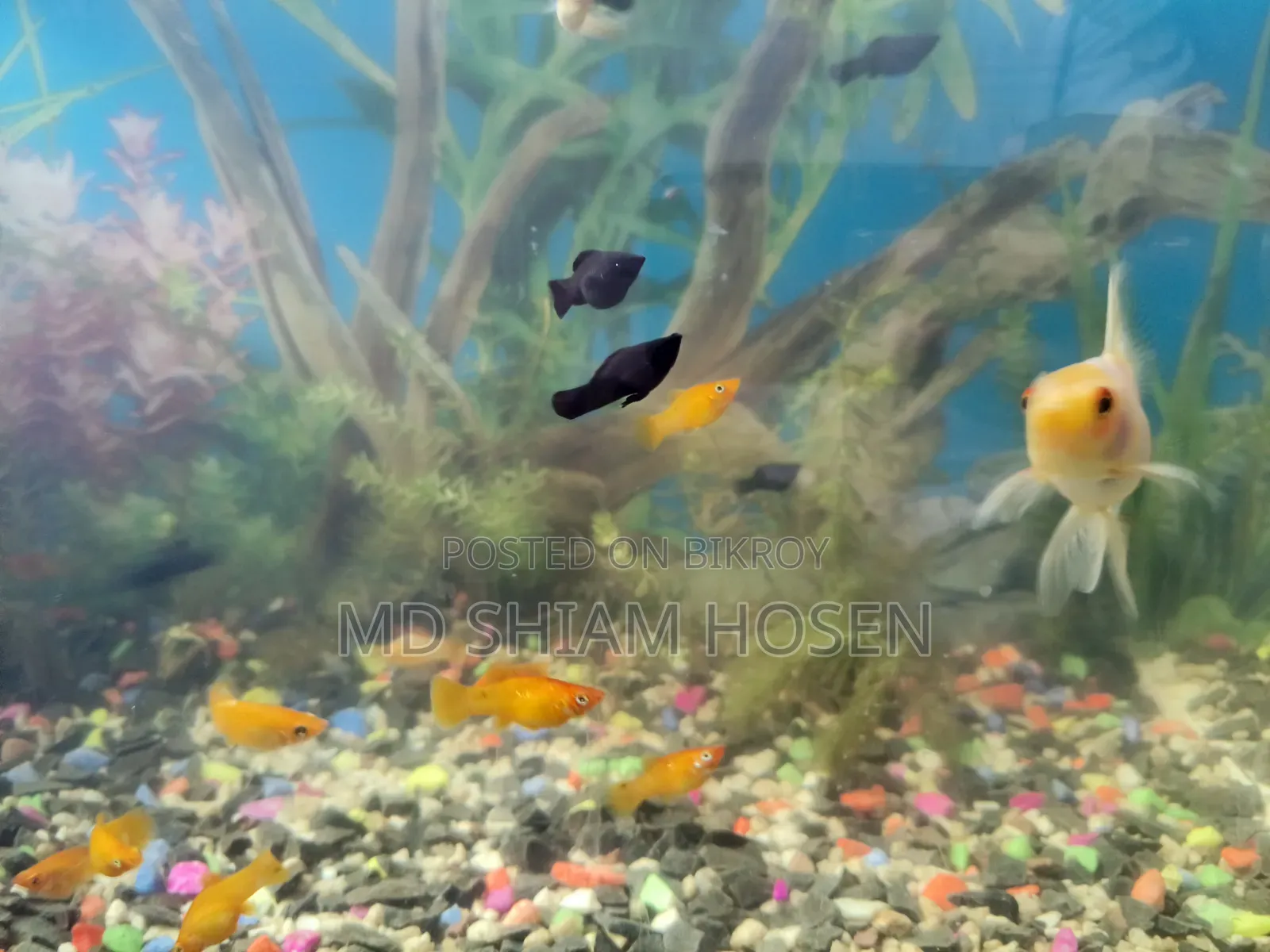 30/15/18 Aquarium Size