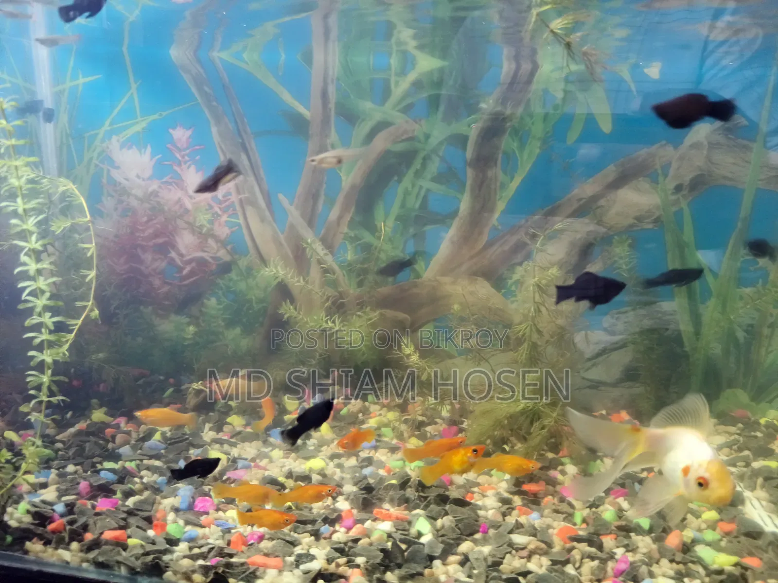 30/15/18 Aquarium Size