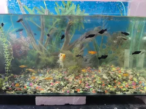 30/15/18 Aquarium Size
