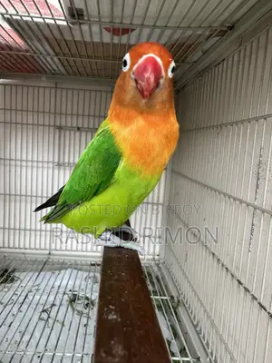 Green Fisher Lovebird