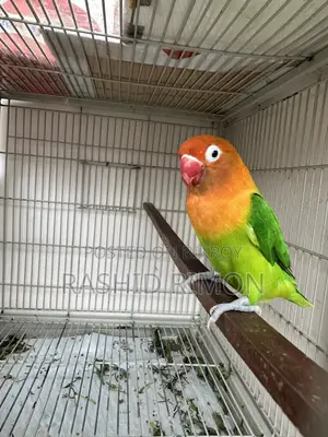 Green Fisher Lovebird