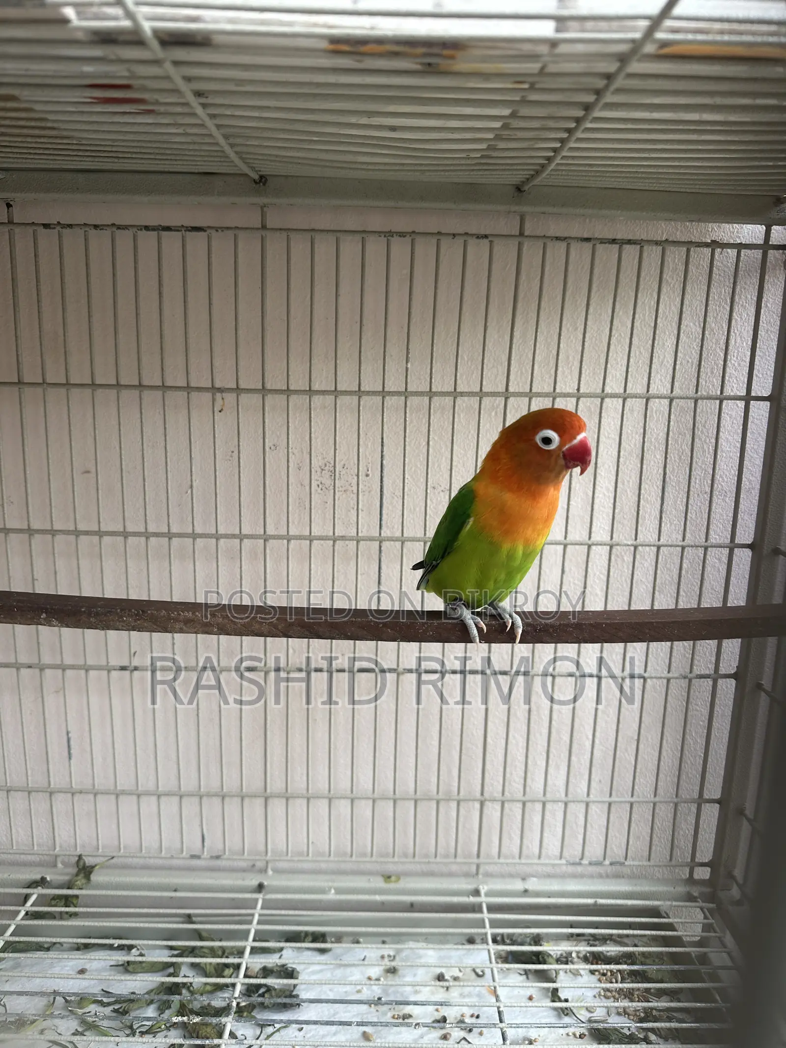 Green Fisher Lovebird