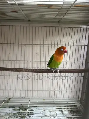 Green Fisher Lovebird