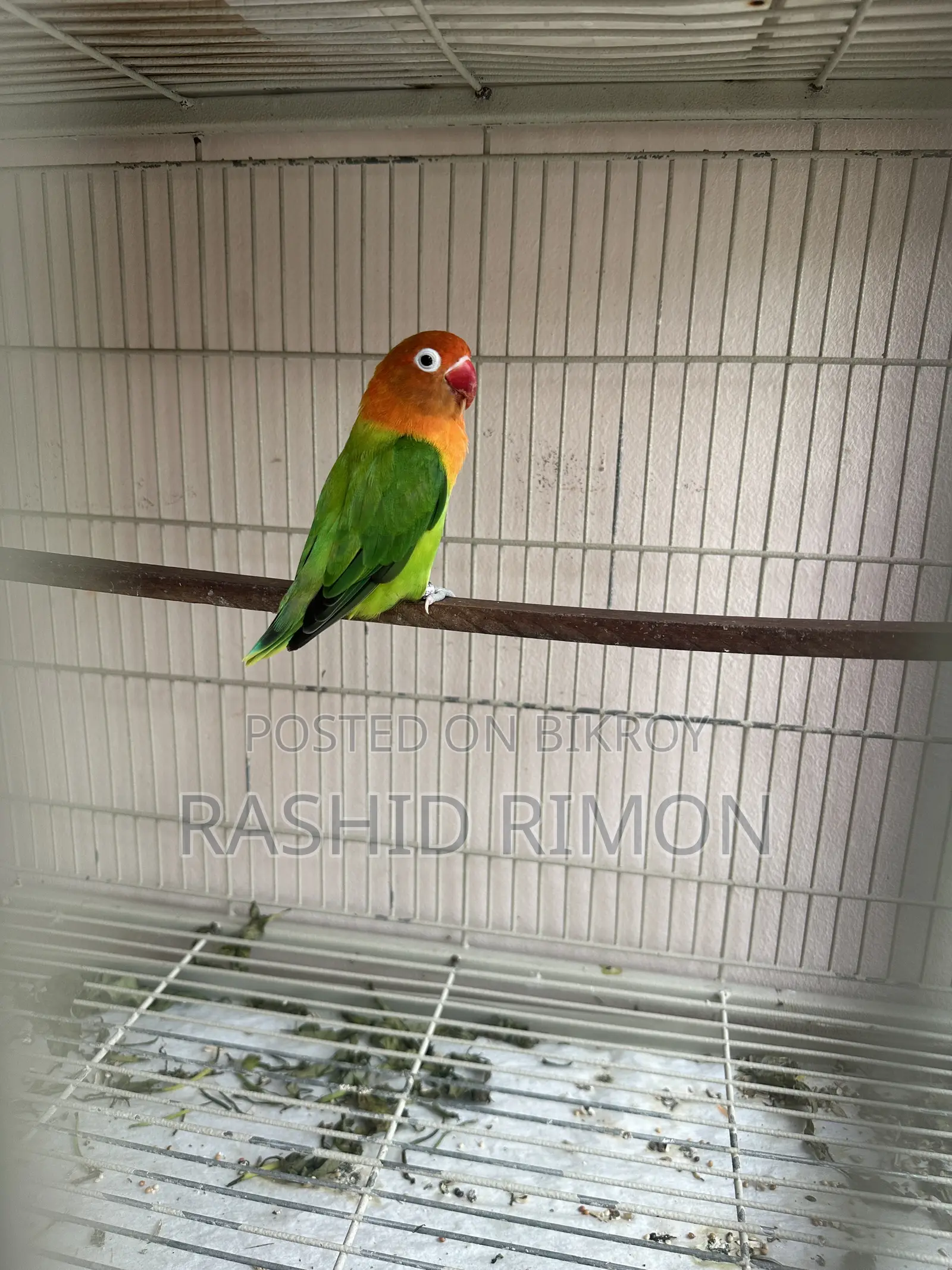 Green Fisher Lovebird