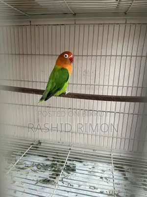 Green Fisher Lovebird