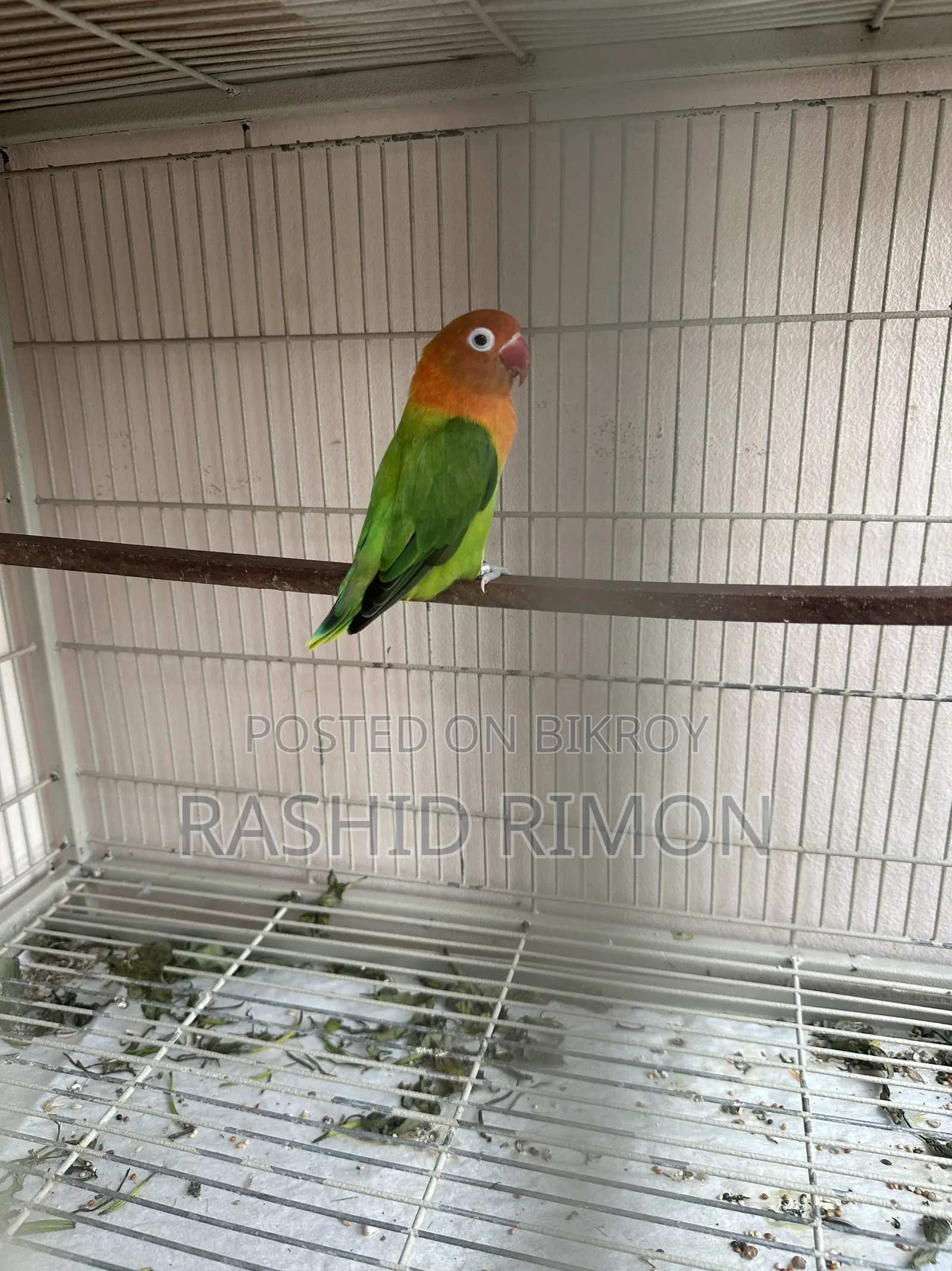 Green Fisher Lovebird