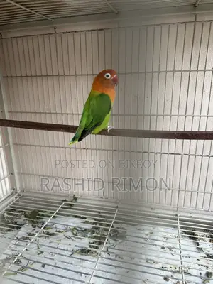 Green Fisher Lovebird