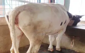 ১৬৪১ নং বকনা গরু।