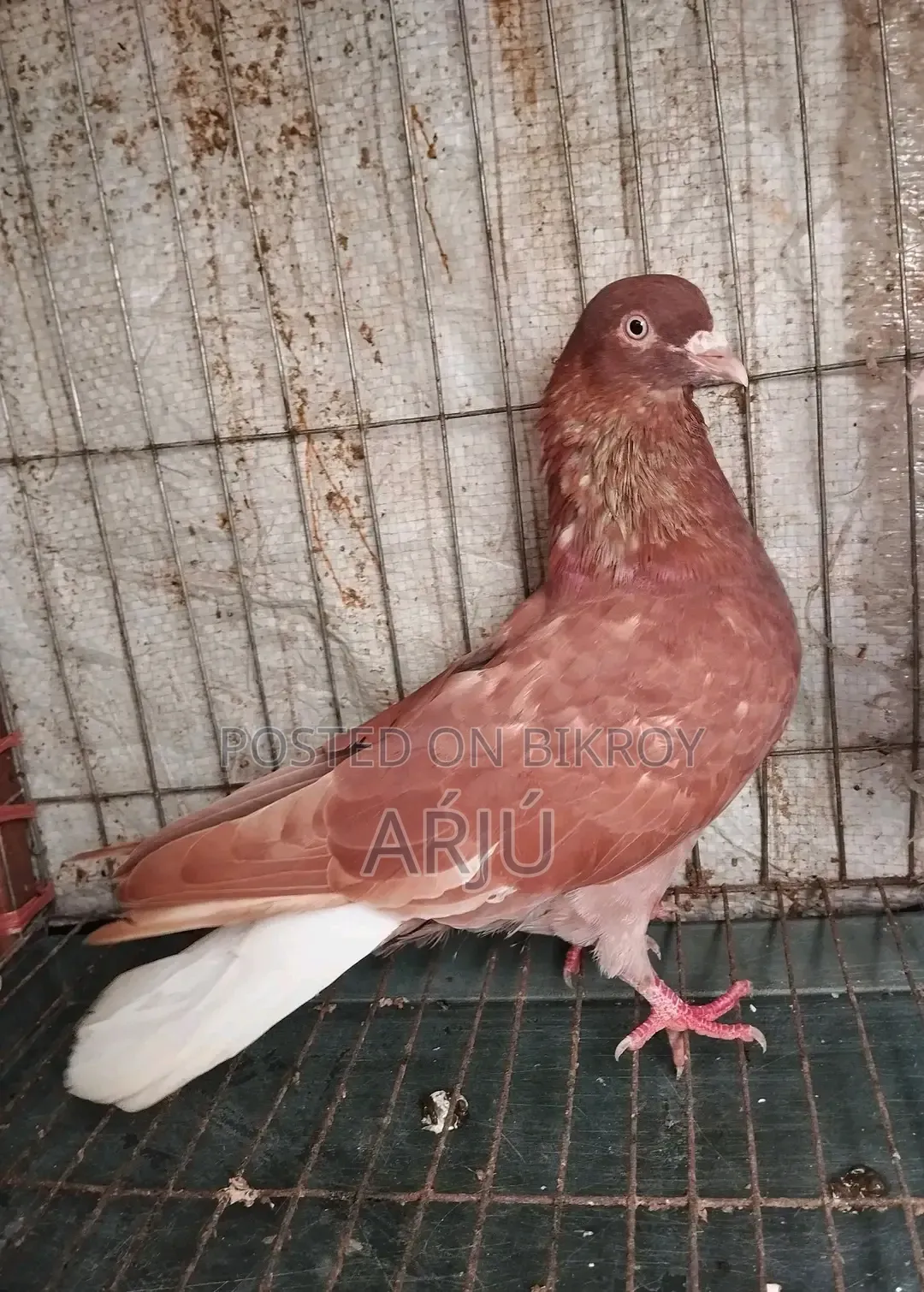 Fancy Pigeon