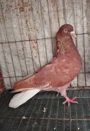 Fancy Pigeon