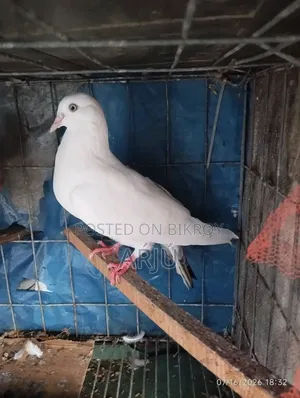 Fancy Pigeon