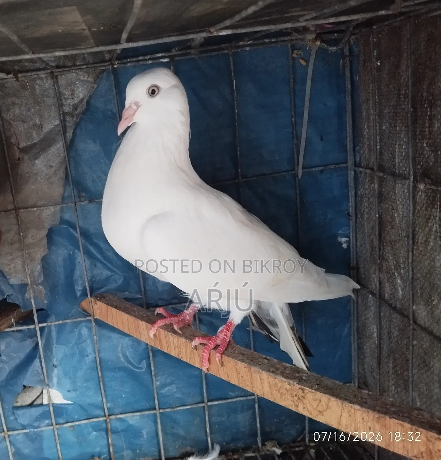Fancy Pigeon