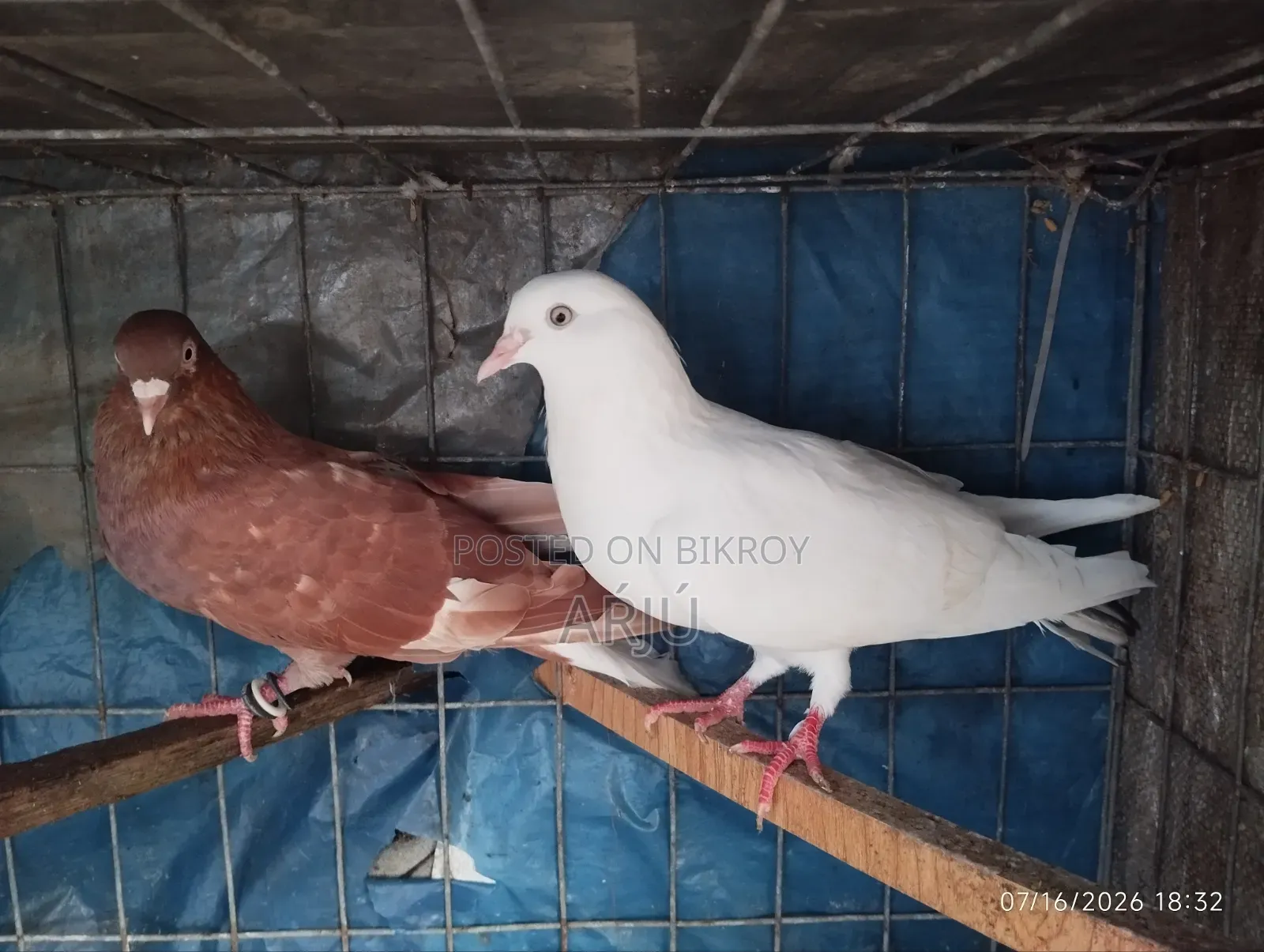 Fancy Pigeon