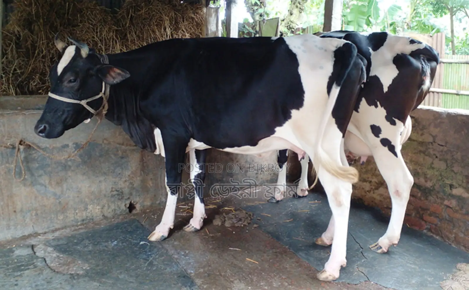 2 cows, specifically dairy cows, will be sold. ID 1642