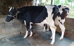 2 cows, specifically dairy cows, will be sold. ID 1642
