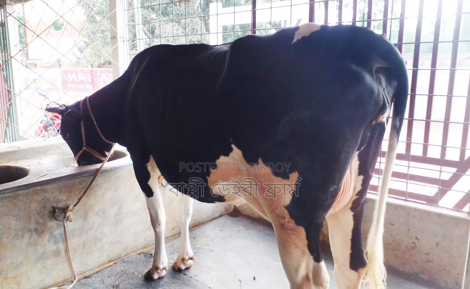 ১৬৪৩নং উন্নত জাতের গাভী গরু কিনুন পোষার জন্য।