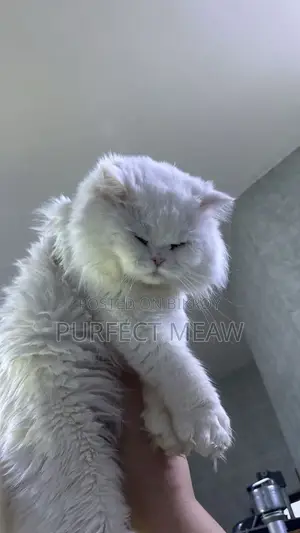 3-6 Months Female Purebred Persian