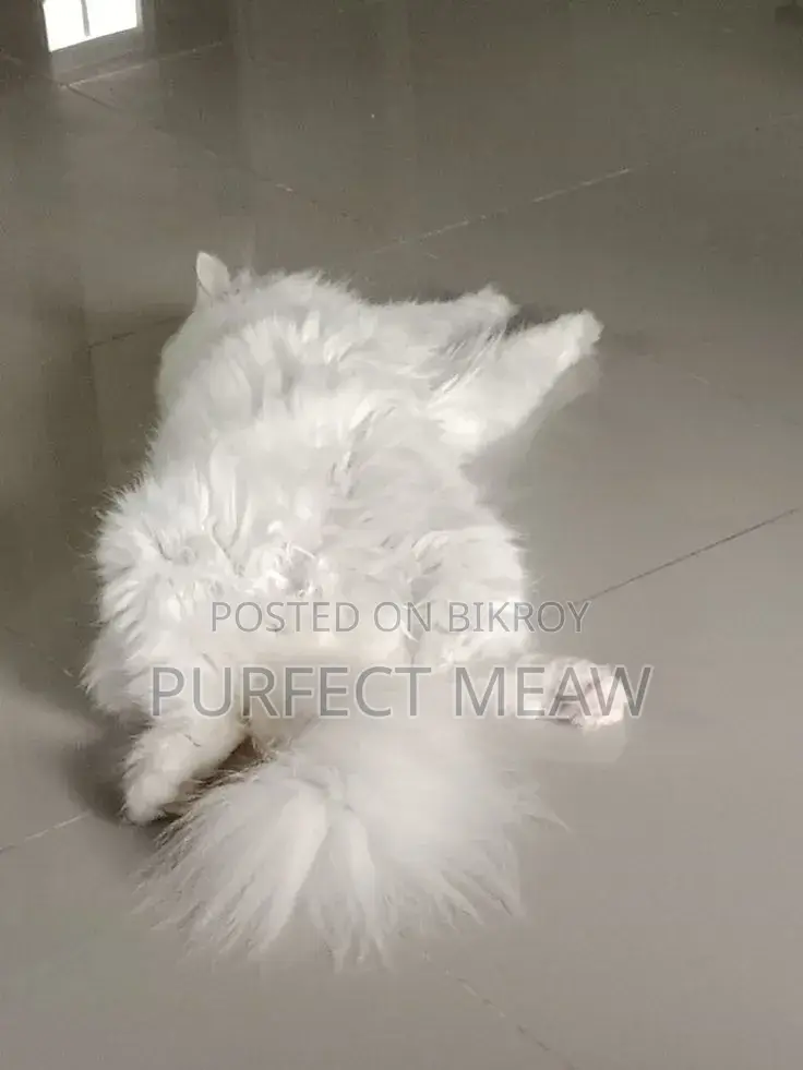 3-6 Months Female Purebred Persian