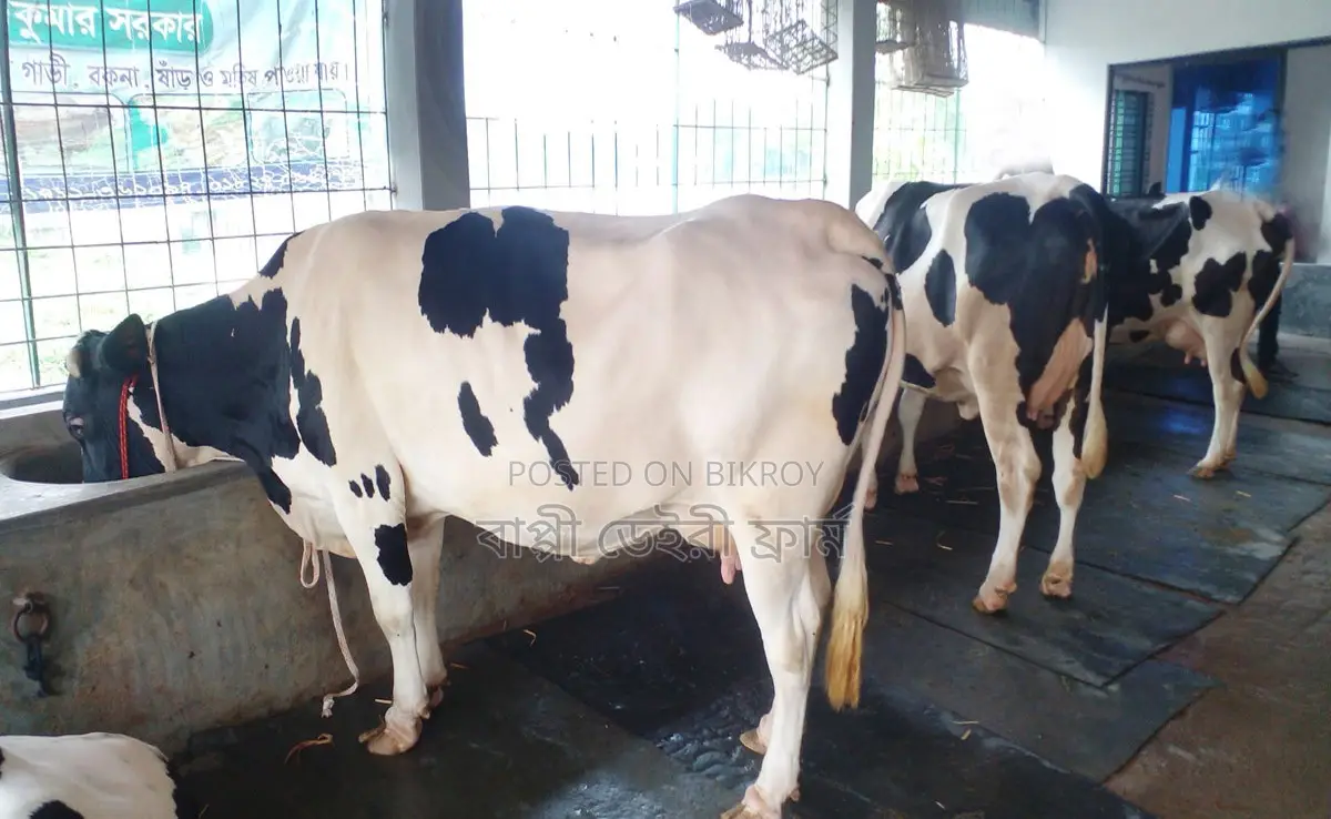 Buy 3 good breed cows no. 1644.