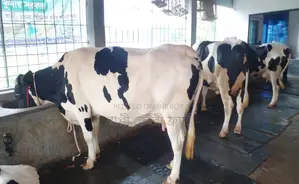 Buy 3 good breed cows no. 1644.